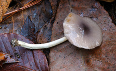 Bolbitius reticulatus