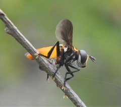 Trichopoda elongata
