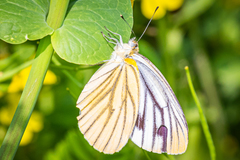 Pieris melete