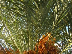 Phoenix canariensis