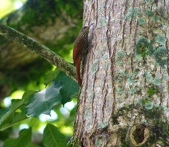 Lepidocolaptes souleyetii