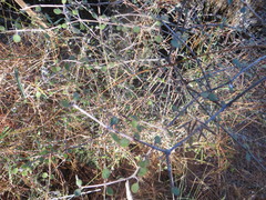 Coprosma crassifolia