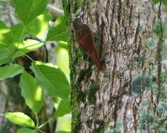 Lepidocolaptes souleyetii