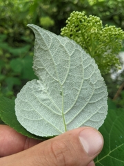 Hydrangea radiata