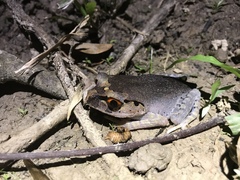 Leptobrachium hendricksoni