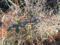 Coprosma crassifolia