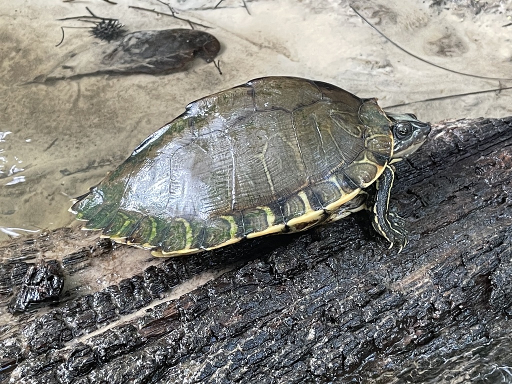 Escambia Map Turtle