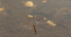Gerromorpha