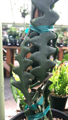 Selenicereus anthonyanus