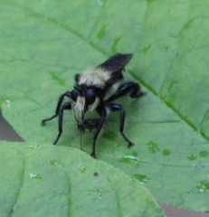 Laphria divisor
