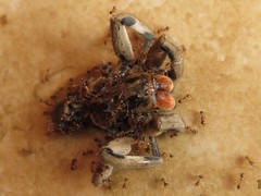 Pheidole