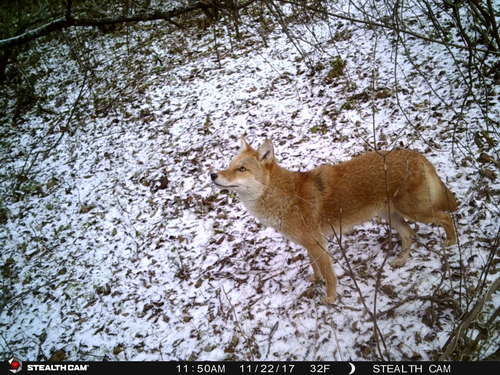 Coyote photographed in Michigan
