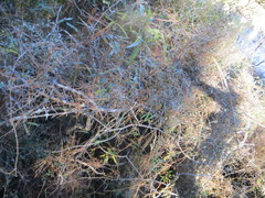 Coprosma propinqua
