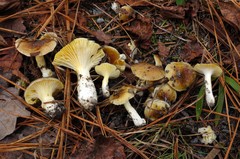 Hygrophorus boyeri