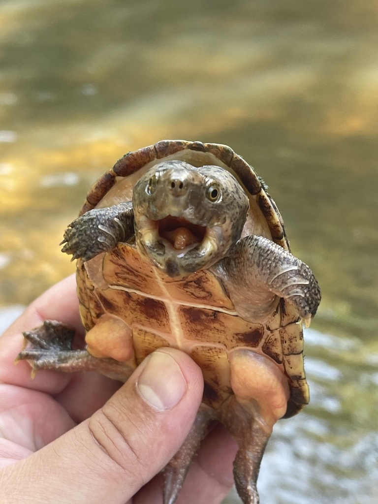 Sternotherus intermedius