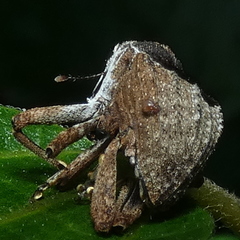 Eubulus triangularis