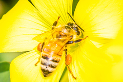 Apis mellifera