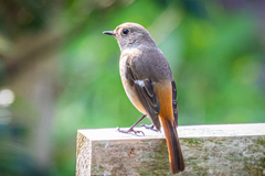 Phoenicurus auroreus auroreus