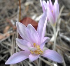 Colchicum pusillum