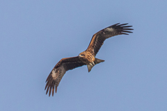 Milvus migrans lineatus