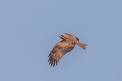 Milvus migrans lineatus