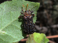Octotoma marginicollis