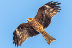 Milvus migrans lineatus