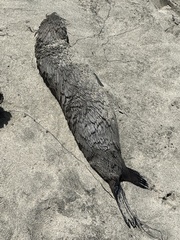 Arctocephalus townsendi