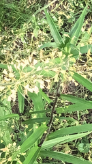 Capsella bursa-pastoris