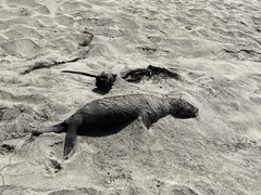 Arctocephalus townsendi