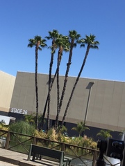 Washingtonia robusta