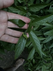 Lithospermum latifolium