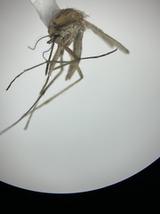 Aedes dorsalis