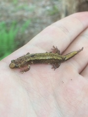Desmognathus orestes