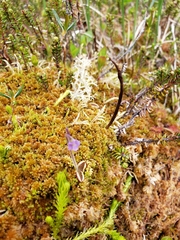 Pinguicula villosa
