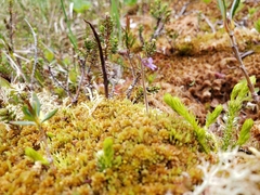 Pinguicula villosa