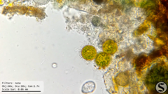Haematococcus