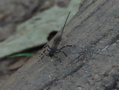 Xorides stigmapterus