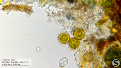 Haematococcus