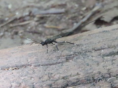 Xorides stigmapterus