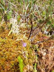 Pinguicula villosa