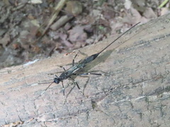 Xorides stigmapterus