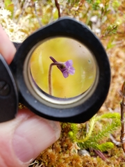 Pinguicula villosa