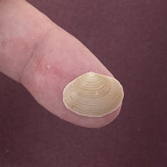 Semelidae