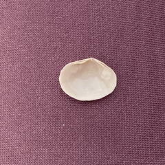 Semelidae