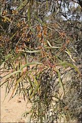 Eucalyptus viridis