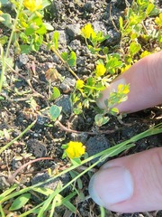 Trifolium dubium