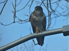 Buteo buteo