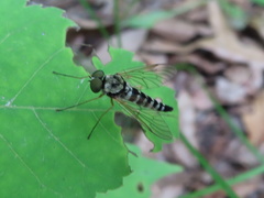 Chrysopilus ornatus