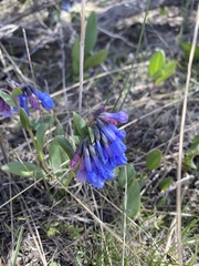 Mertensia longiflora